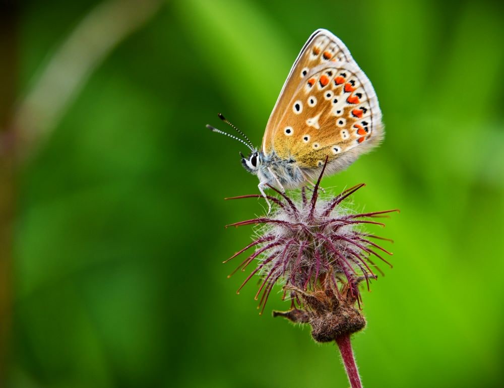 Common Blue Butterfly at Dry Rigg Quarry